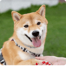 Auto Crop example with a dog image